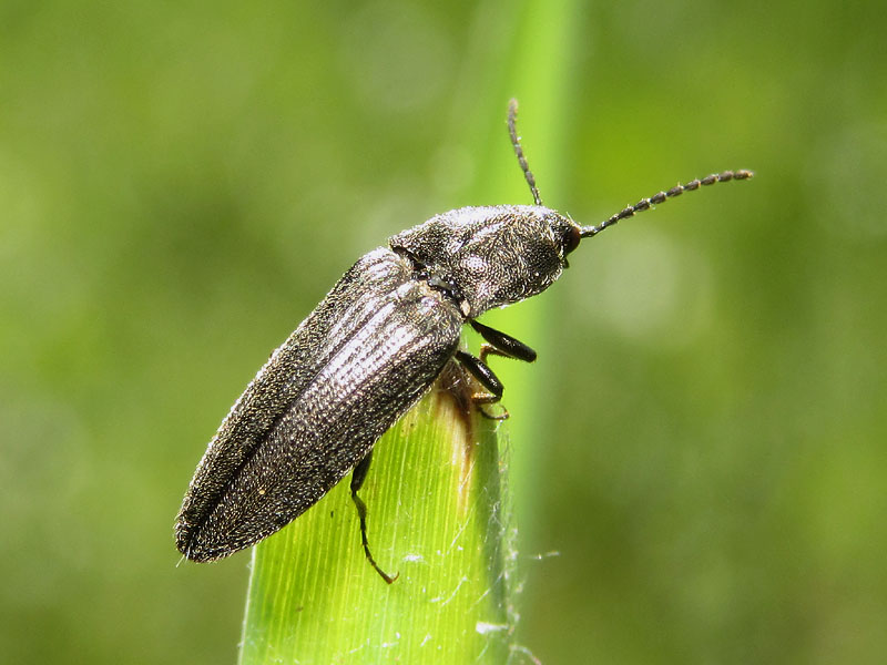 Elateridae da indentificare:  Cidnopus cfr. pilosus